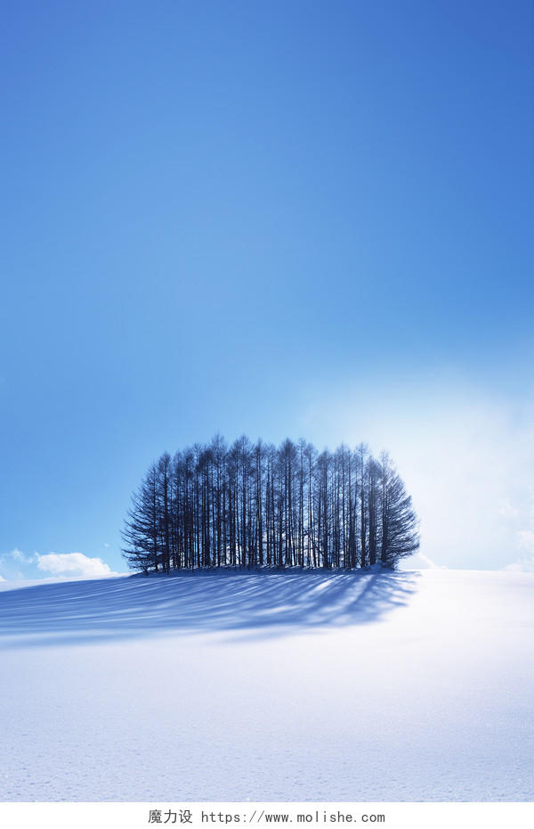 蓝色简约雪地树丛冬季寒冷严寒传统二十四节气大雪海报背景